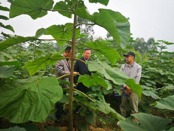 中國投資協會農投委常務副會長(cháng)王國華在四川考察調研 (圖2)