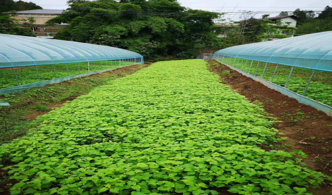 中國投資協會農投委常務副會長(cháng)王國華在四川考察調研 (圖10)